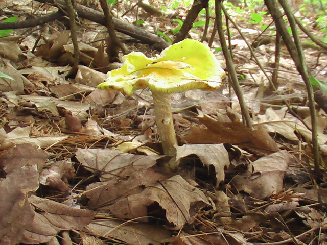 IMGA0124.JPG