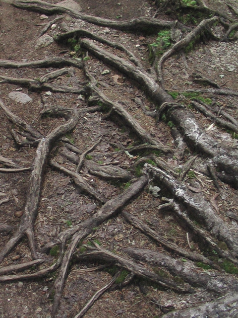 IMGA0110.JPG